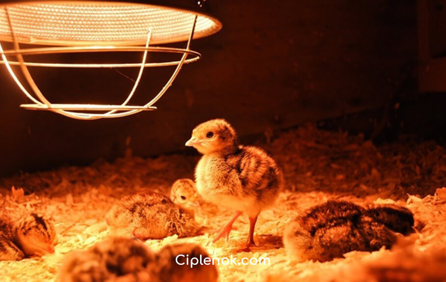 Обогрев цыплят инфракрасной лампой 