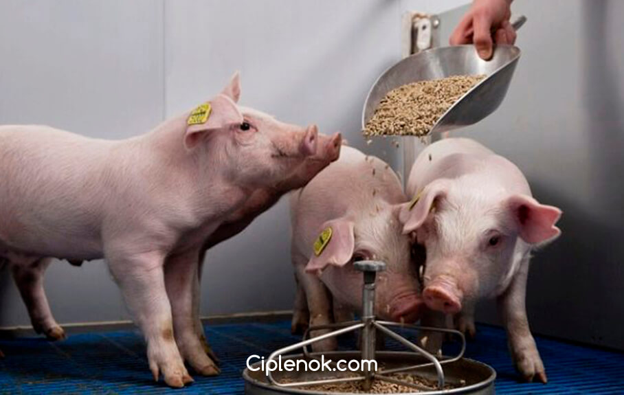 годування свиней