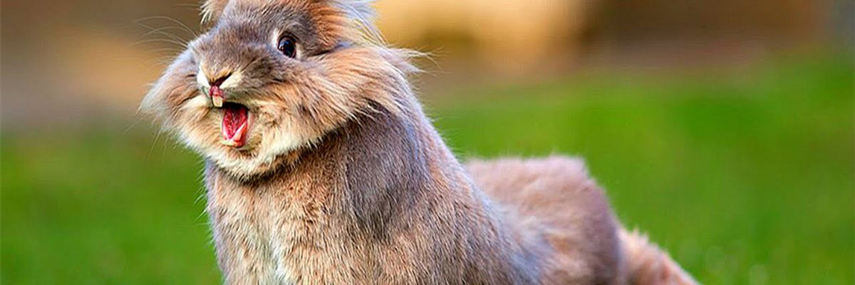 Разновидности поилок для кроликов