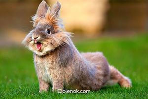 Ніпельне напування для кроликів