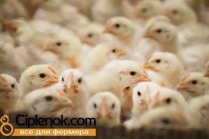 Цыплята бройлеры КОББ 500 (COBB 500) – преимущества выращивания