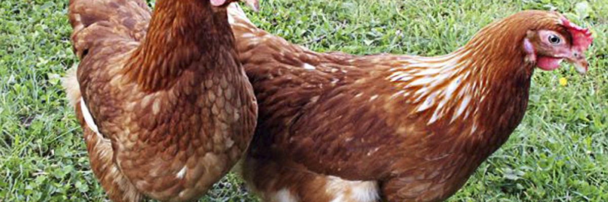 Петух срок жизни. Курица в линьке фото. Цыплята Ломан Браун выращивание в домашних условиях. Ломан браун вес