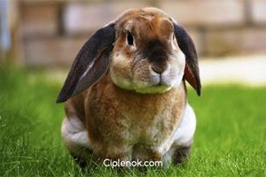 Маркировка кроликов, способы ее проведения и различие между ними