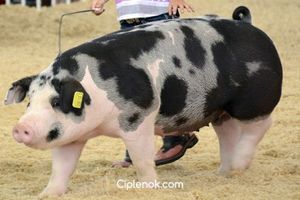 Маркування свиней у сучасному тваринництві