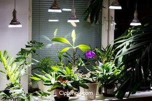 Освещение и обогрев инфракрасной лампой растений в холодное время года