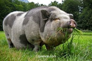 Правильное кормление свиней, методики откорма