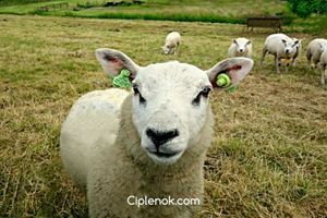 Маркировка овец для улучшения контроля за стадом