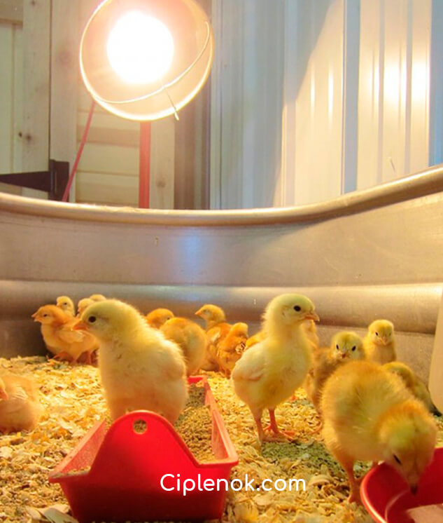 инфракрасная лампа для обогрева цыплят