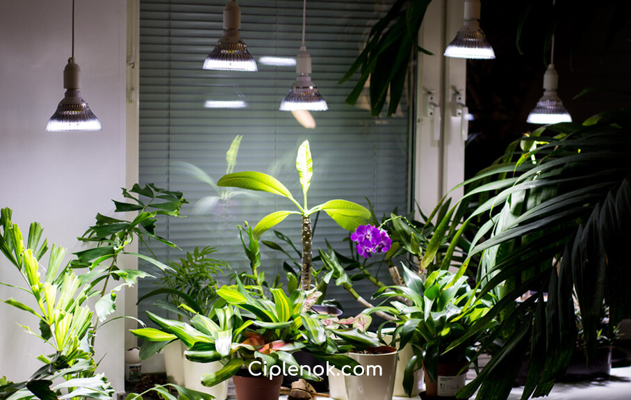 Правильное освещение декоративных растений в интерьере | Статьи компании МДМ-Лайт