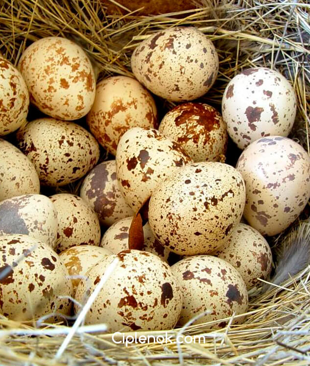 перепелинные яйца